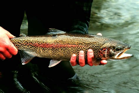 rainbow trout fish|Rainbow Trout (Oncorhynchus mykiss).